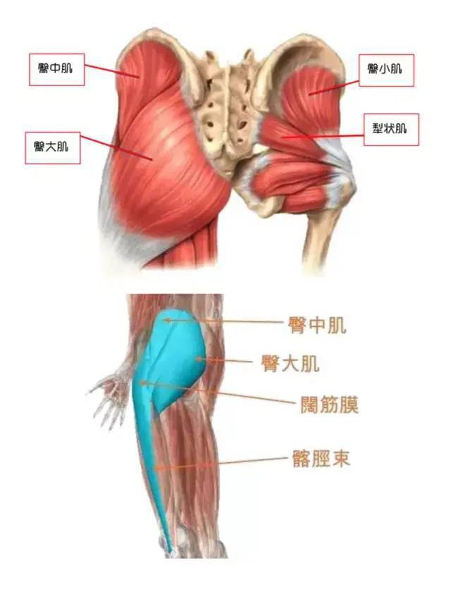 最新臀療手法視頻，探索臀部美麗與健康之道