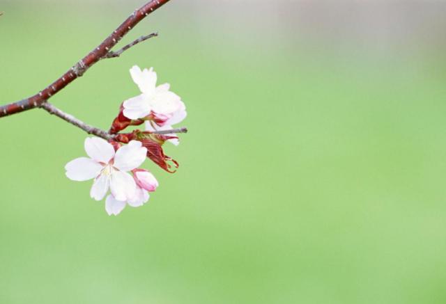 銀桃花貪歡，桃花盛宴中的情感糾纏在線閱讀