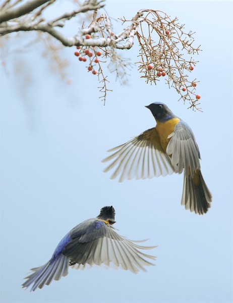 比翼鳥與葚鈺的奇幻故事，在線閱讀新體驗(yàn)之旅